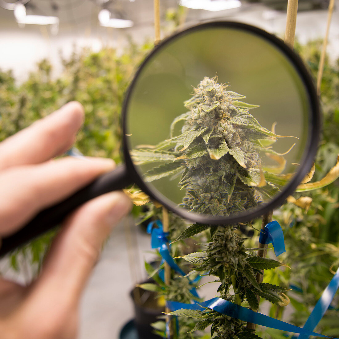 Denver, Colorado- Looking through a magnification glass inspecting the trichomes of a medical marijuana plant in Rx Green Solutions grow facility