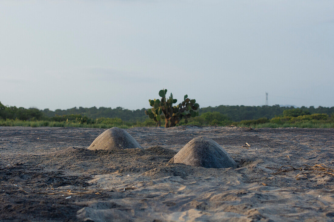 Two Olive Ridley Sea Turtles, partially dug in, lay eggs with a traditional mexican nopal in the background