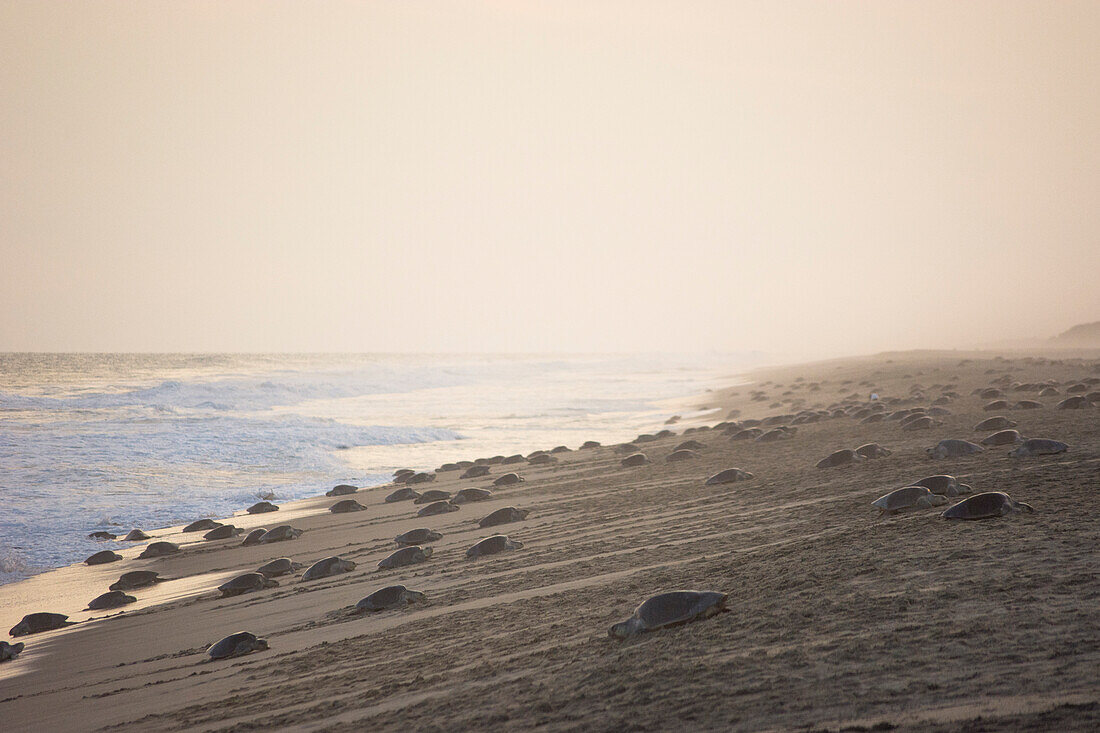 Thousands of Olive Ridley Sea Turtles flood the beach in a massive arribada, laying their eggs in the very beaches where they were born, in Oaxaca, Mexico