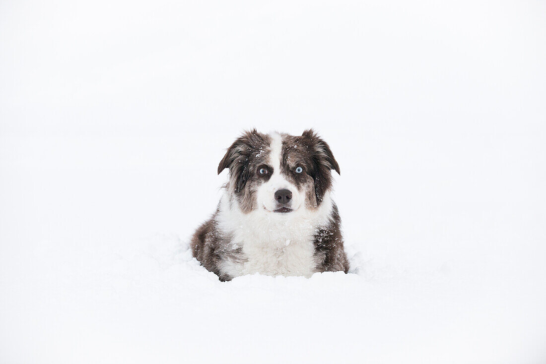 Australian Shepherd sitting contently surrounded by deep snow in Denver, Colorado