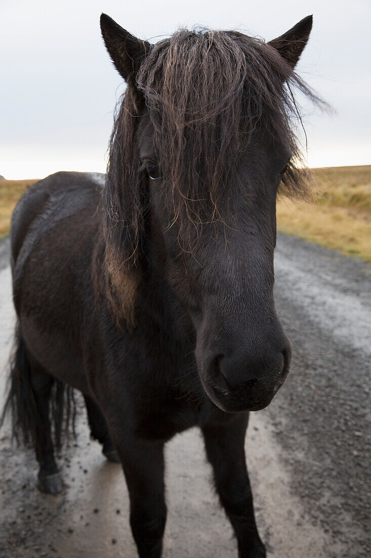 'Icelandic horse walking along a road; Iceland'