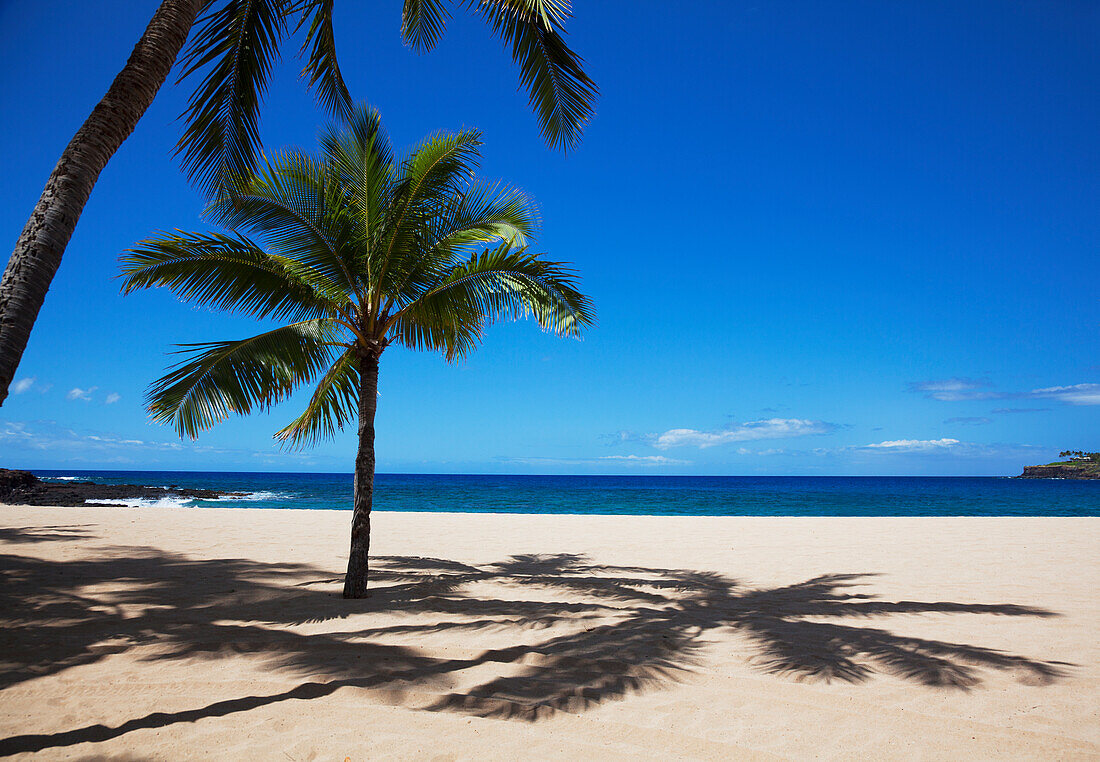 'A palm tree on the sunny and empty Hulopoe Beach; Lanai, Hawaii, United States of America'
