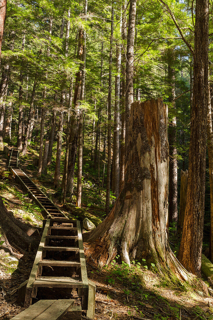 Stairs on the Gavin Hill Trail in the Boreal Rainforest, Sitka, Southeast Alaska, USA, Summer