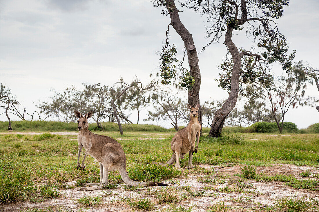 'Kangaroos on the Noosa North Shore; Queensland, Australia'