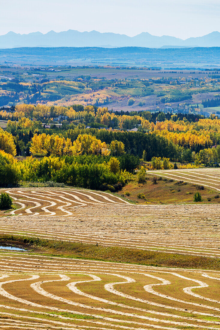 'Rolling hills of interesting patterned harvest lines of cut grain reflecting sun light with autumn colors in the trees in the background and silhouette of mountains in the distance; Alberta, Canada'
