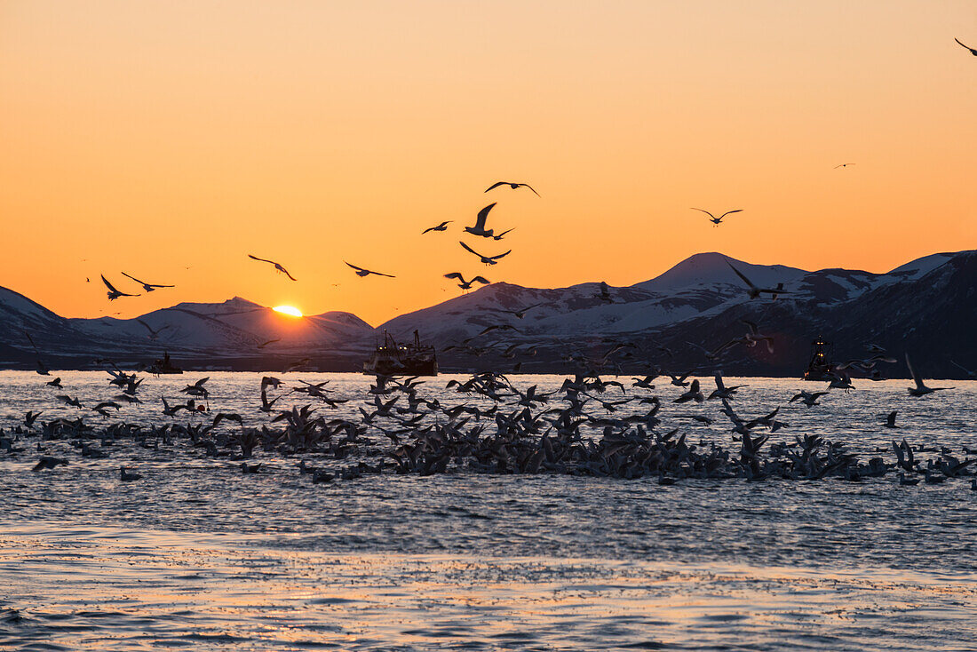 Gulls swarm on a school of herring in Kulukak Bay, Bristol Bay, Alaska.
