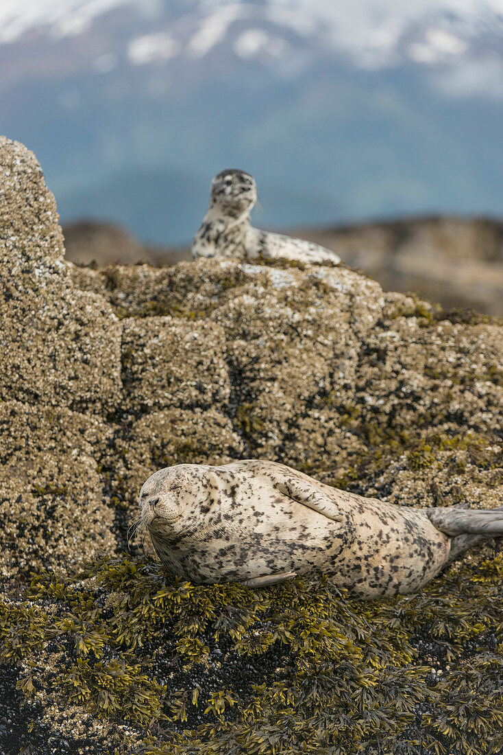 Harbor seal with a pup on rock in Kukak Bay, Katmai National Park and Preserve, Alaska