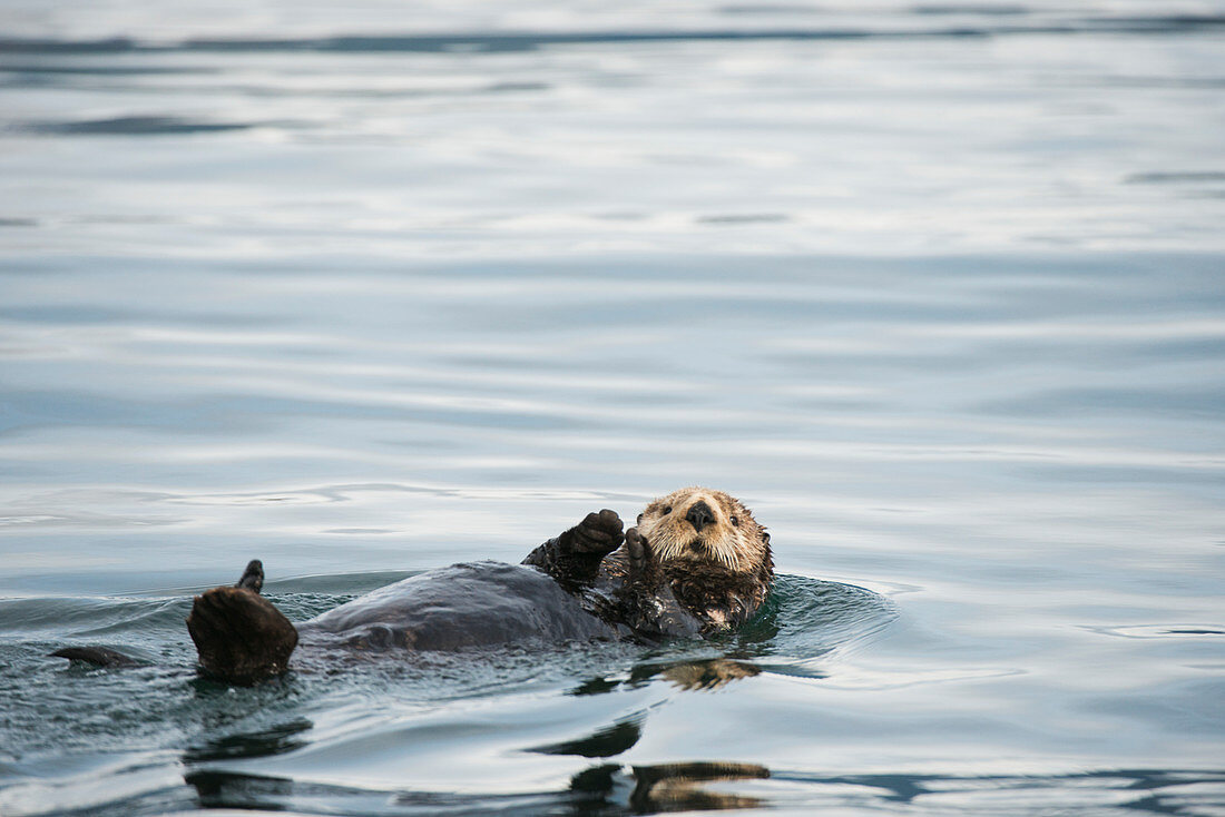 A sea otter swims away on its back in Kukak Bay, Katmai National Park & Preserve, Alaska.