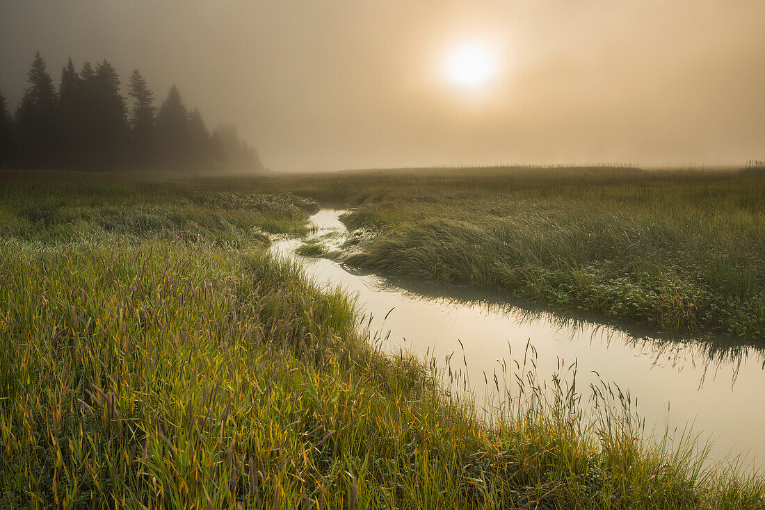 Morning light shines through the fog on a slough near Silver Salmon Creek in Lake Clark National Park & Preserve, Alaska.