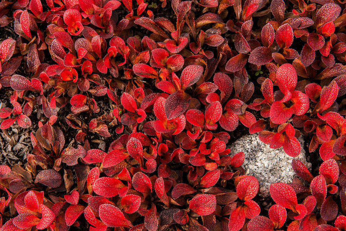 Patch of Bearberries at peak fall colors at Finger Mountain along the Dalton Highway, Alaska.