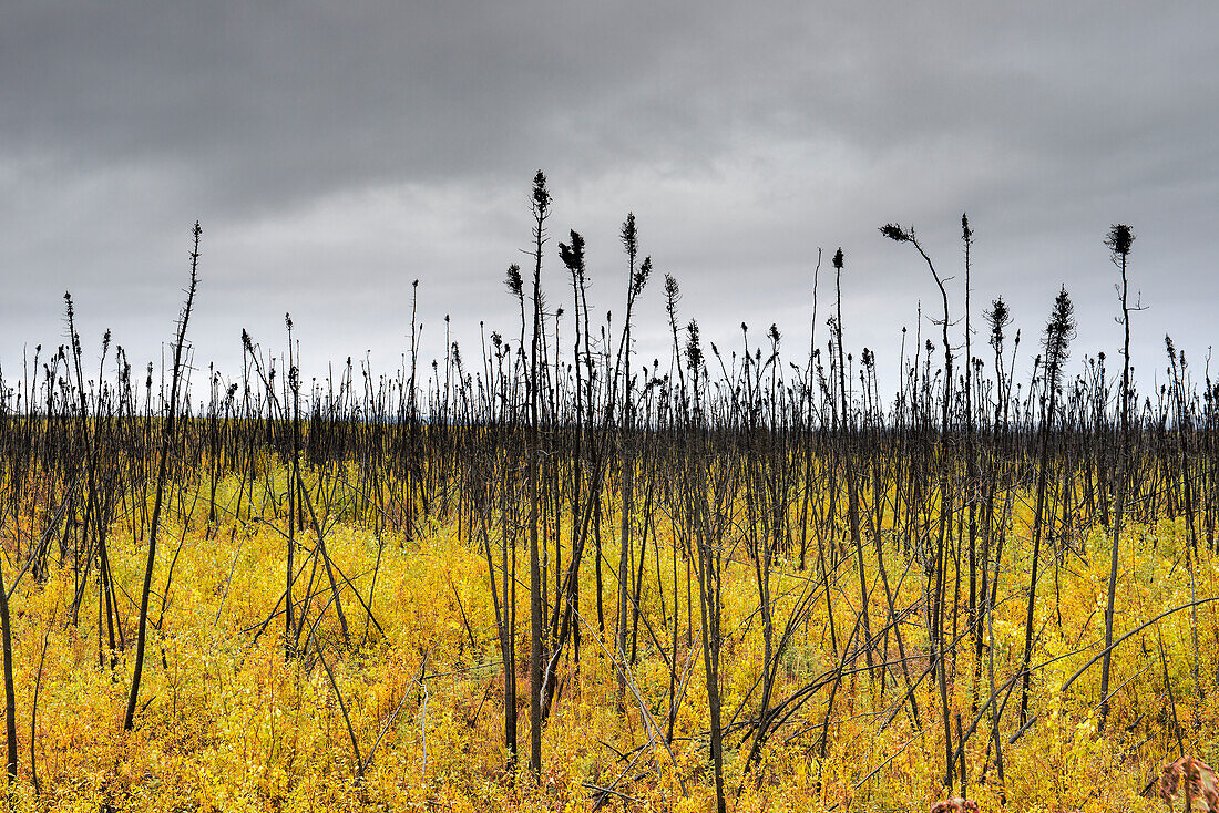 A burnt spruce forest along the Dalton Highway north of the Yukon River, Alaska.