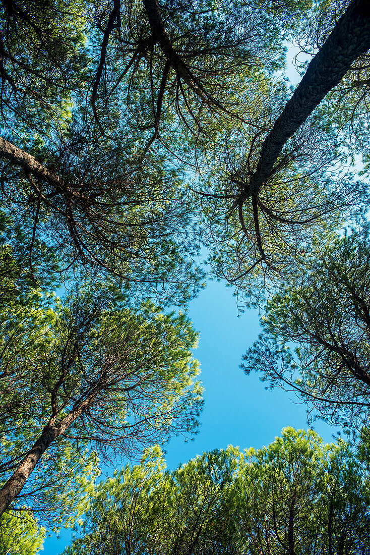 'The tops of pine trees against a blue sky; Cala Gonone, Sardinia, Italy'