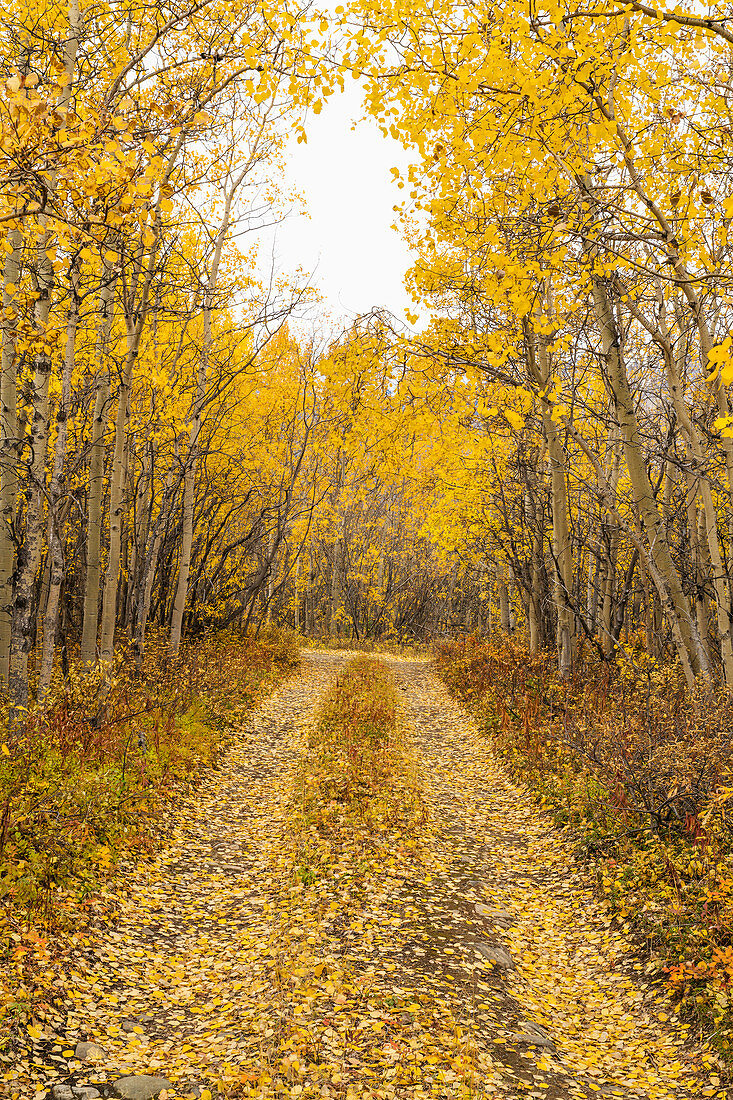 Autumn scenic of a dirt road covered in fallen fall colored Aspen leaves, Yukon Territory, Canada