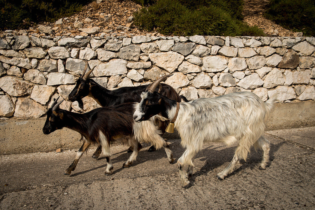 'Goats walking beside a stone wall; Sardinia, Italy'