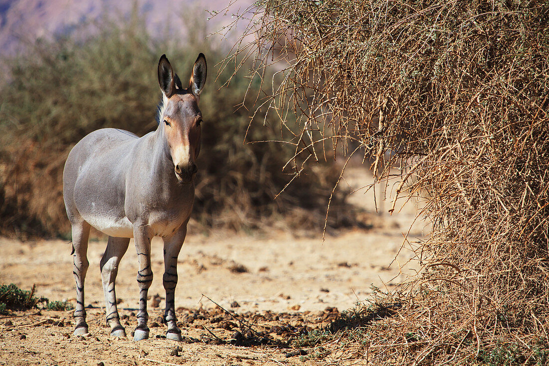 'Donkey in the Arava Valley; Jordan Valley, Israel'