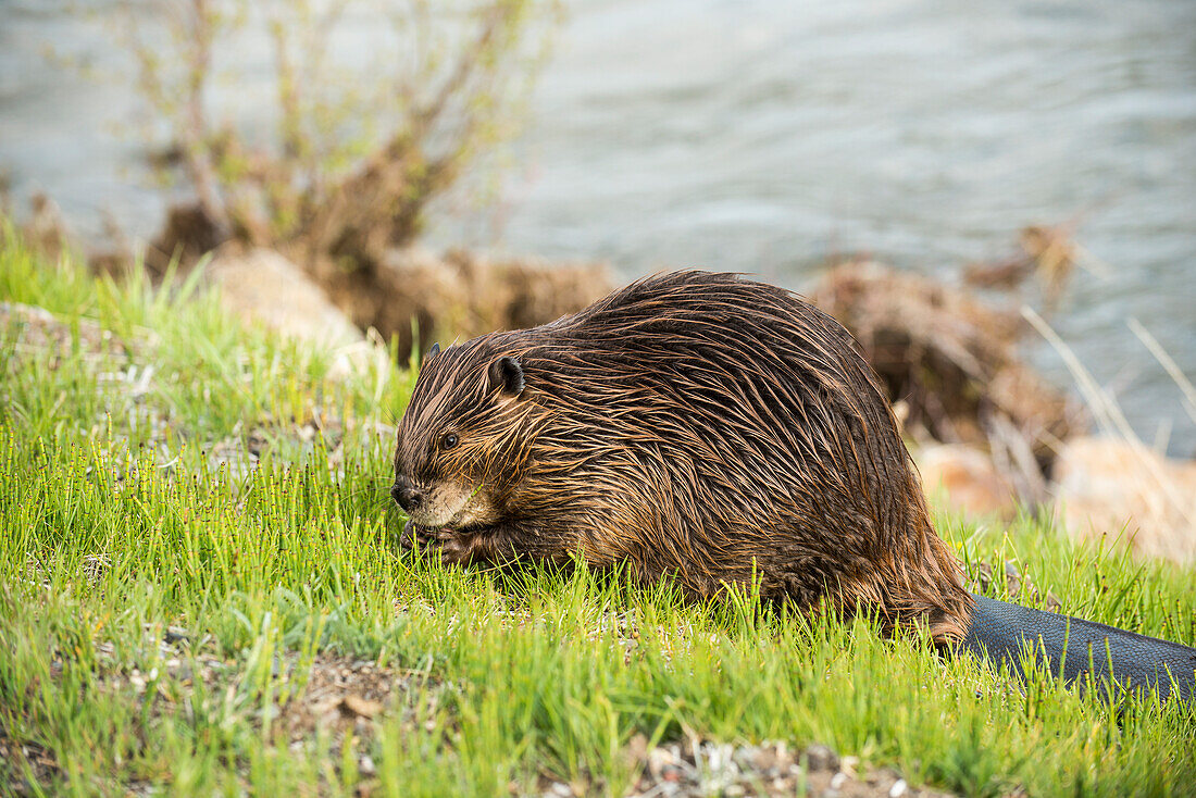 'A beaver grazes along the roadside in Yellowstone National Park; Wyoming, United States of America'