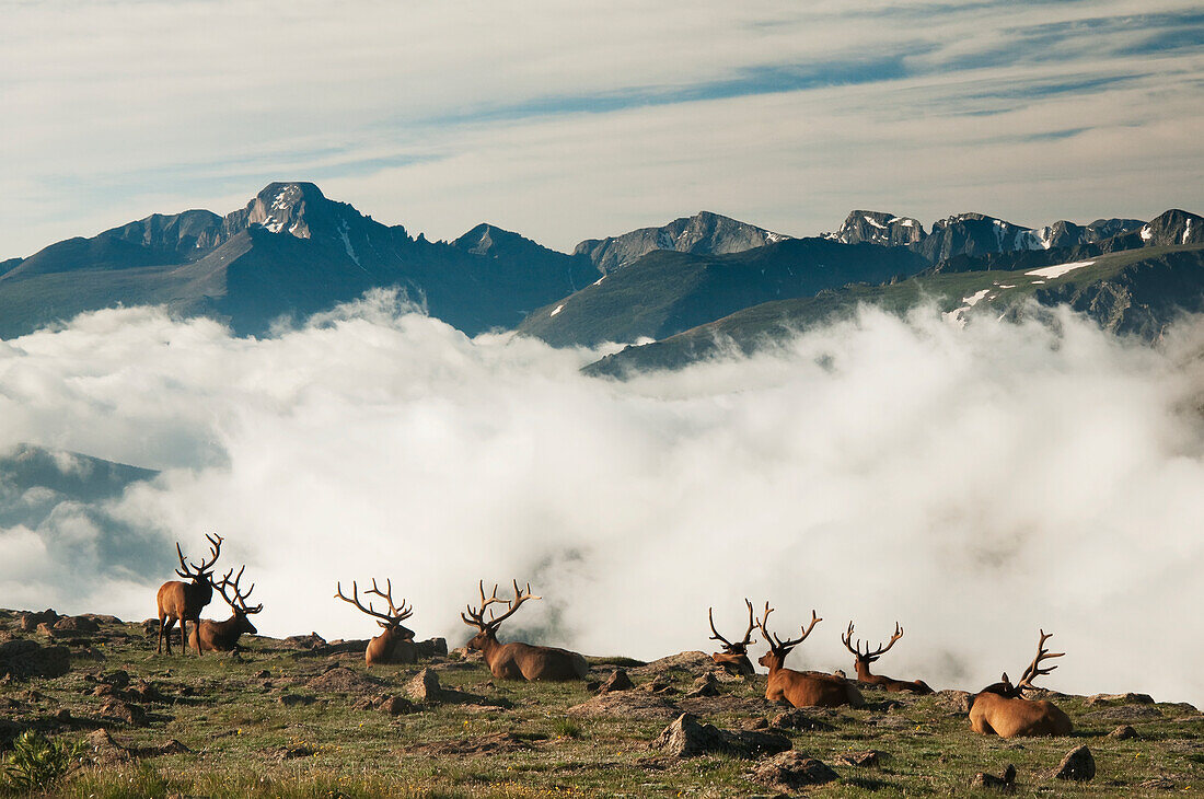 'A group of bull elk (Cervus canadensis) rest in a rocky alpine meadow with Long's Peak in the background in Rocky Mountain National Park; Colorado, United States of America'