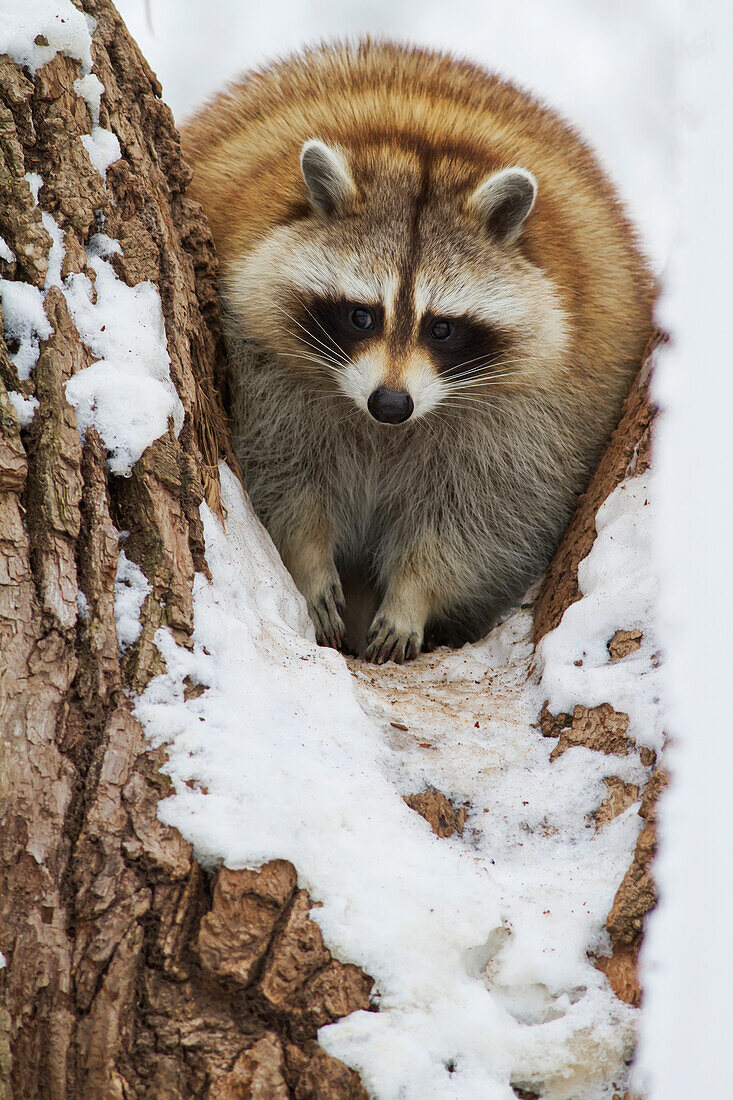 'Raccoon (Procyon lotor), Ecomuseum Zoo; Ste-Anne-de-Bellevue, Quebec, Canada'