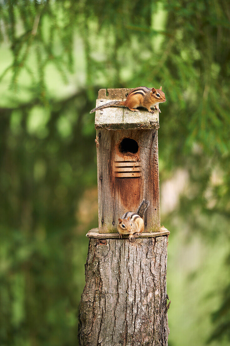 'Two chipmunks at a bird house; Ontario, Canada'