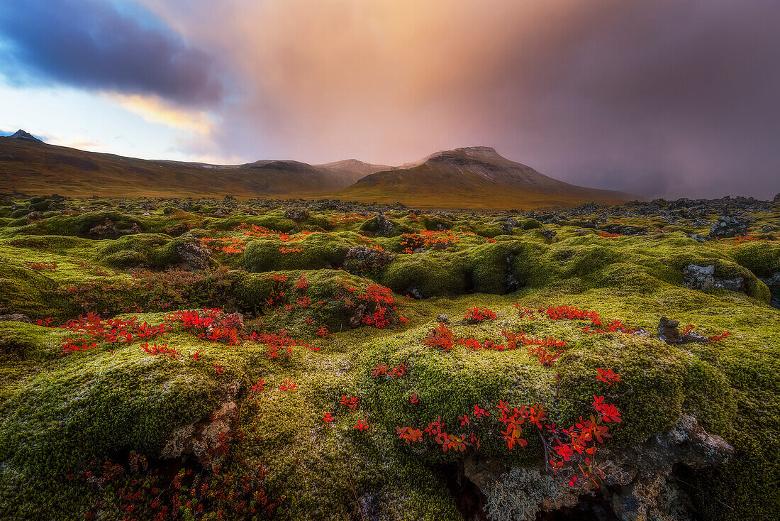 'Moss covered lava field at sunrise, Snaefellsness Peninsula; Iceland'