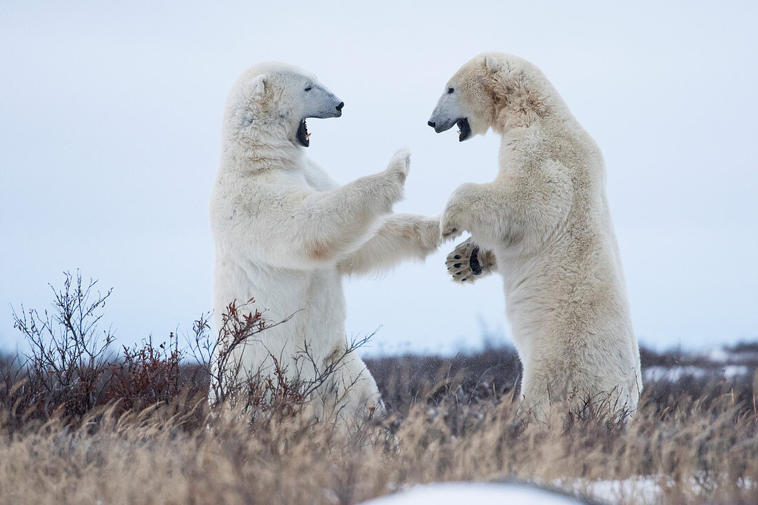 'Polar bears sparring on the coast of Hudson Bay; Manitoba, Canada'