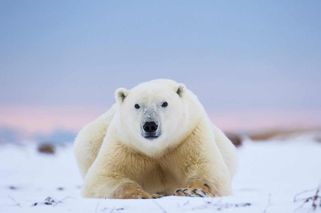 'Polar bear (ursus maritimus) along the Hudson Bay coastline waiting for the bay to freeze over; Churchill, Manitoba, Canada'