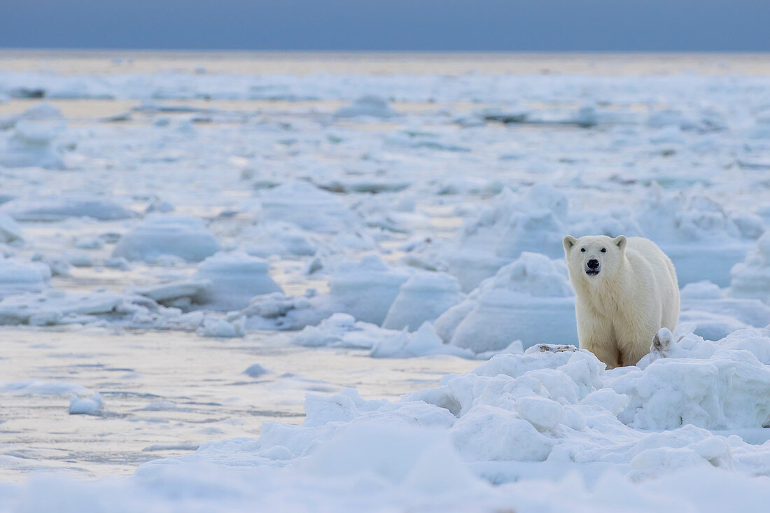 'Polar bear (ursus maritimus) along the Hudson Bay coast waiting for the bay to freeze over; Manitoba, Canada'