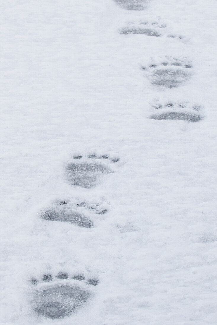 polar bear paw print in snow