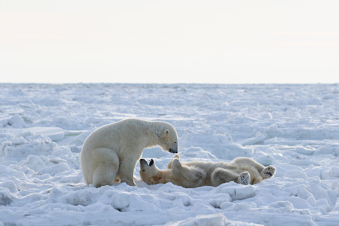 'Polar bears (ursus maritimus) sparring on the coast of Hudson Bay; Churchill, Manitoba, Canada'
