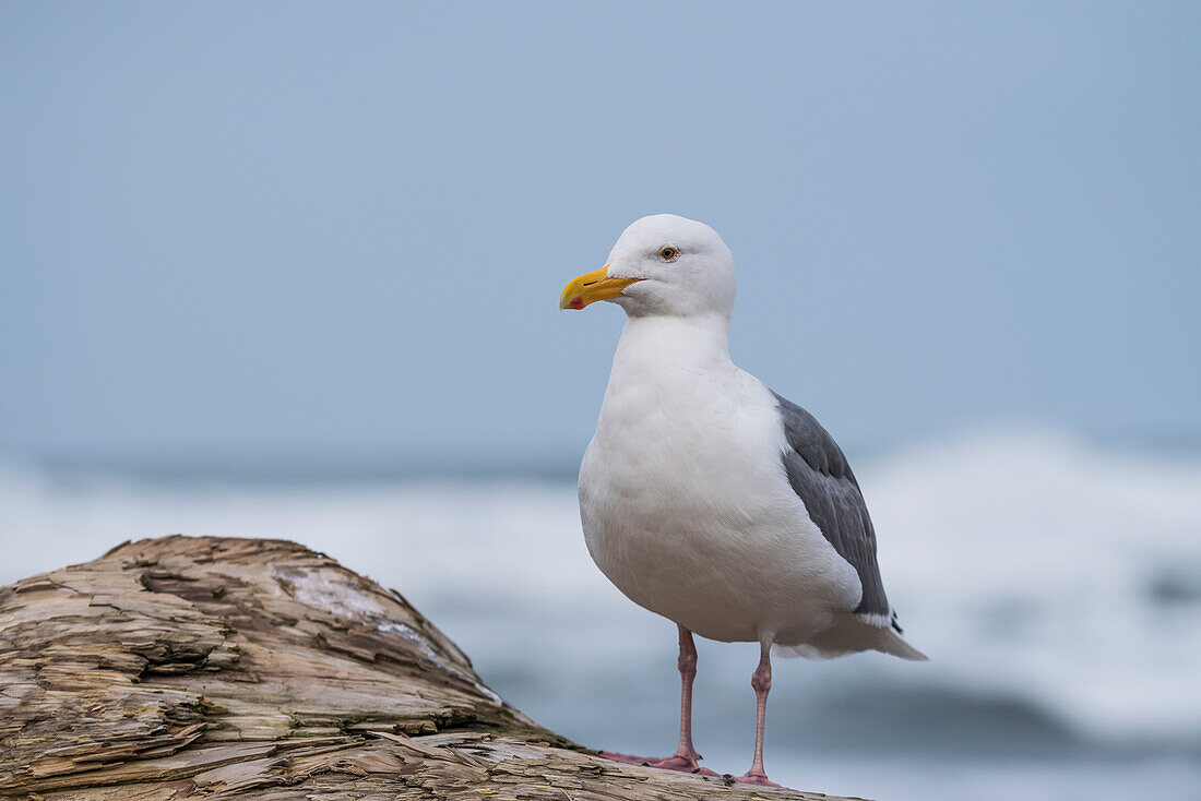 'A Western Gull (Larus occidentalis) rests on driftwood; Seaside, Oregon, United States of America'