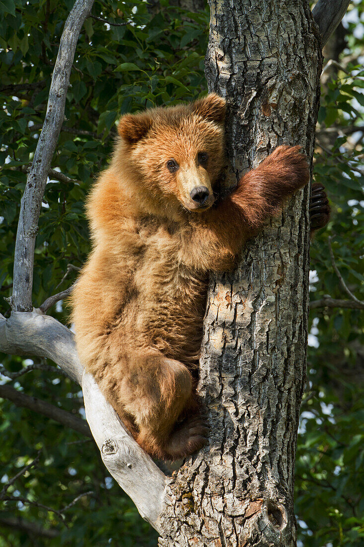 Brown bear (Ursus arctos) yearling cub climbing down from balsam poplar tree (Populus balsamifera) in summer, Katmai National Park and Preserve, Southwest Alaska