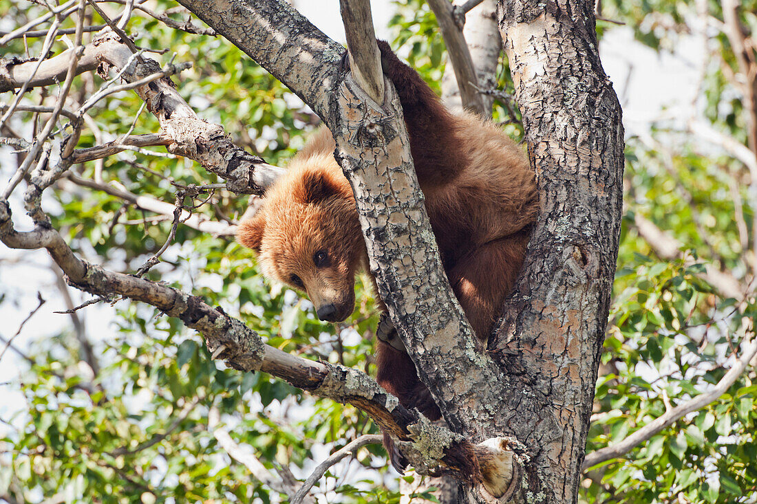 Brown bear (Ursus arctos) yearling cub, abandoned by mother, resting in cottonwood tree (Populus balsamifera), Katmai National Park and Preserve, Southwest Alaska