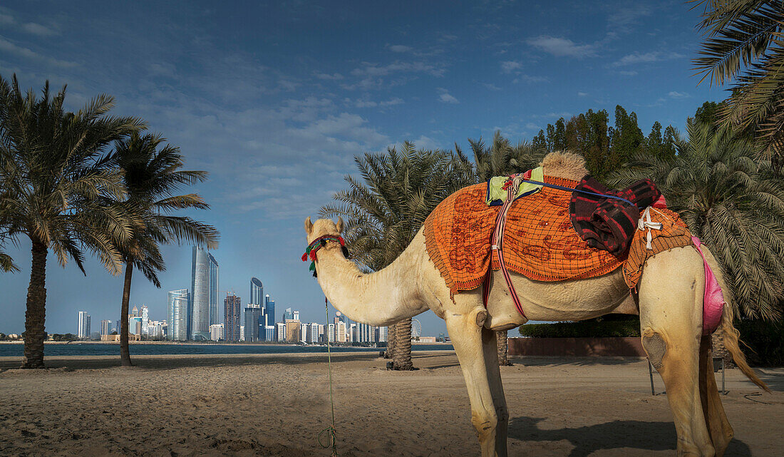 Camel looking at distant city, Abu Dhabi, Abu Dhabi Emirate, United Arab Emirates