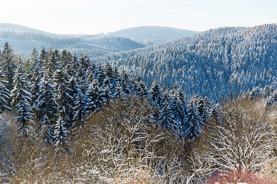 Winter landscape, forest with fir trees covered with snow, mountains, Harz, Sankt Andreasberg, Lower Saxony, Germany