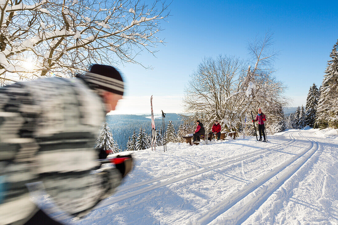 Skifahrer in der Loipe, Langlauf fahren, verschneite Tannen, Wintersport, Harz, Sankt Andreasberg, Niedersachen, Deutschland