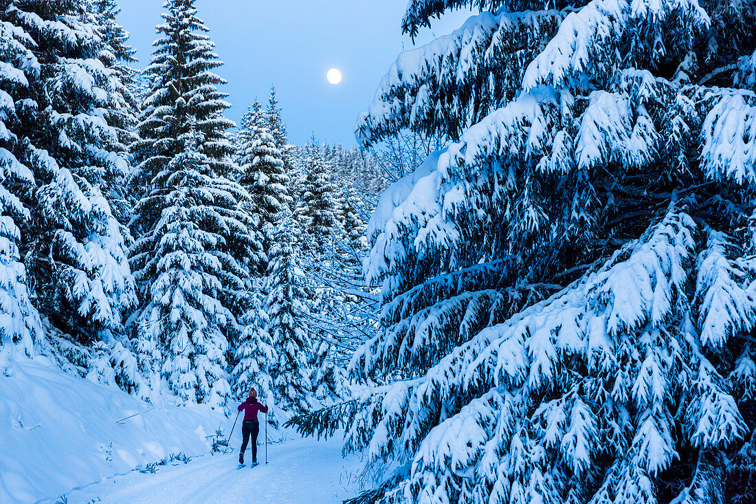 Women skiing in a winter forest, cross-country skiing at full moon, winter landscape, fir trees covered with snow, Harz, MR, Sankt Andreasberg, Lower Saxony, Germany