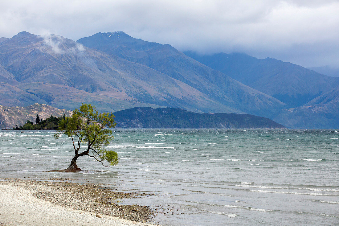 A tree in Lake Wanaka, New Zealand