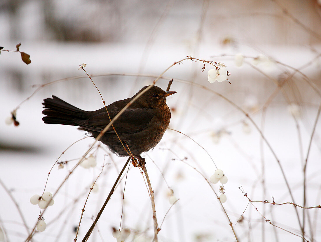 blackbird in the snow. Madrid. Cuenca alta del Manzanares. Madrid. Spain
