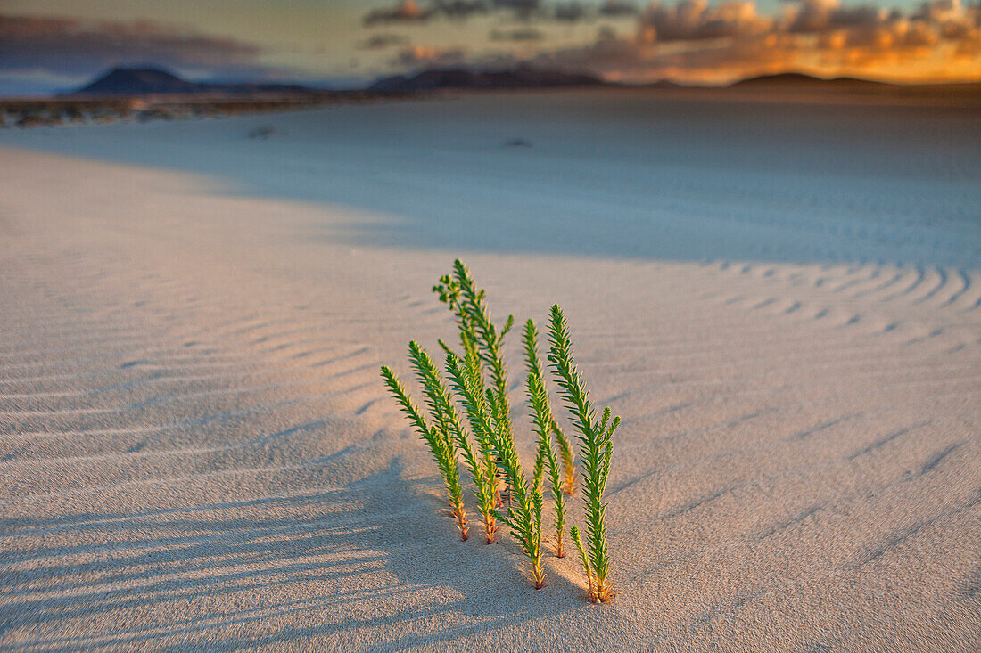Sea Spurge, Euphorbia paralias, Euphorbiaceae. Corralejo National Park, Fuerteventura, Canary Islands
