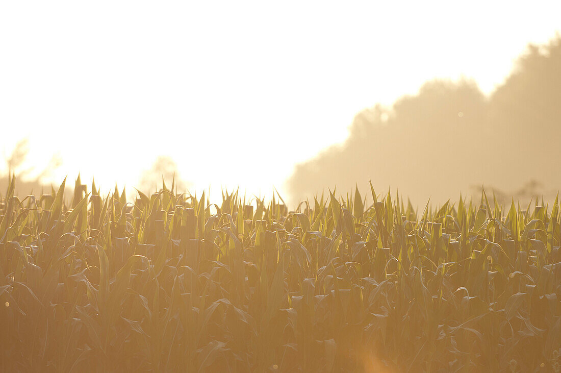 Sunrise over a cron field