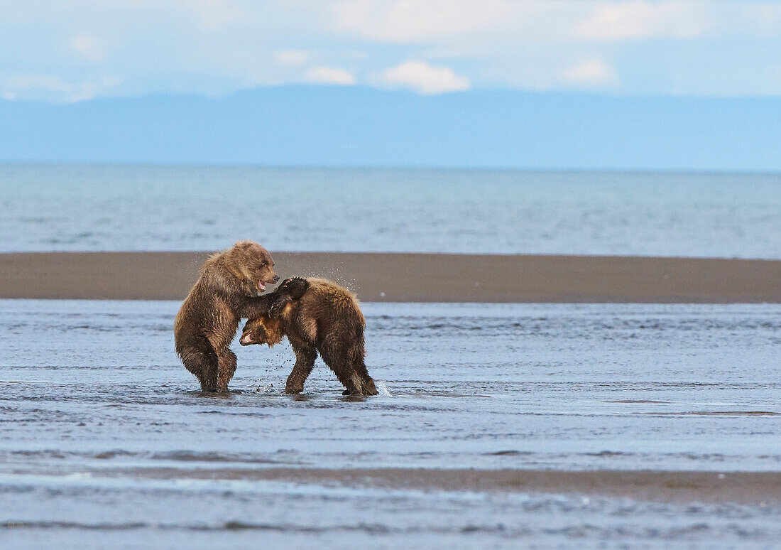 Two cubs spar with each other at Lake Clark NP