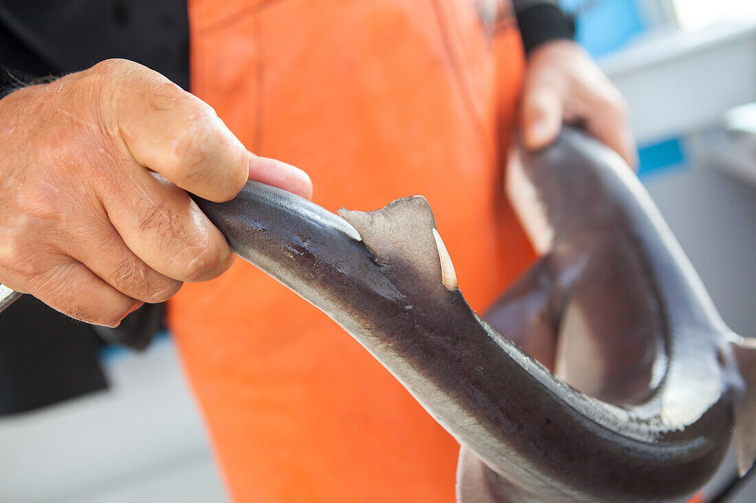 A fisherman holds a dog fish in Chatham, MA.