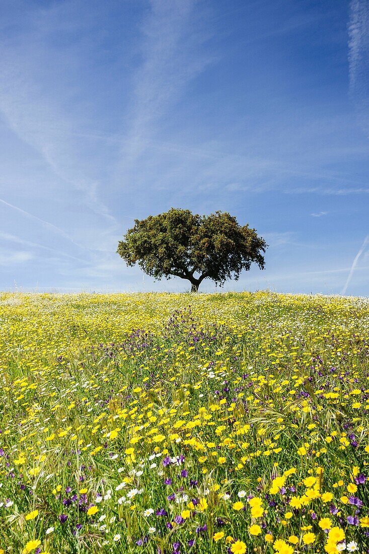 Meadow in spring, Campo Maior, Alentejo,Portugal