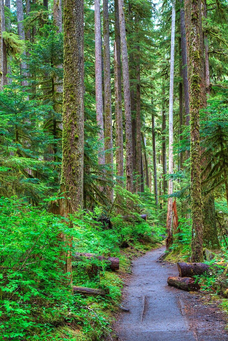 Trial to Sol Duc Falls, Rain Forest, Olympic National Park, Washington State, USA