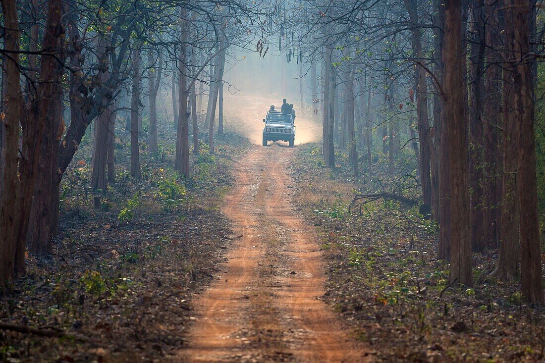 people in off-road vehicle driving on dusty forest track in Tadoba National Park, Maharashtra, India.
