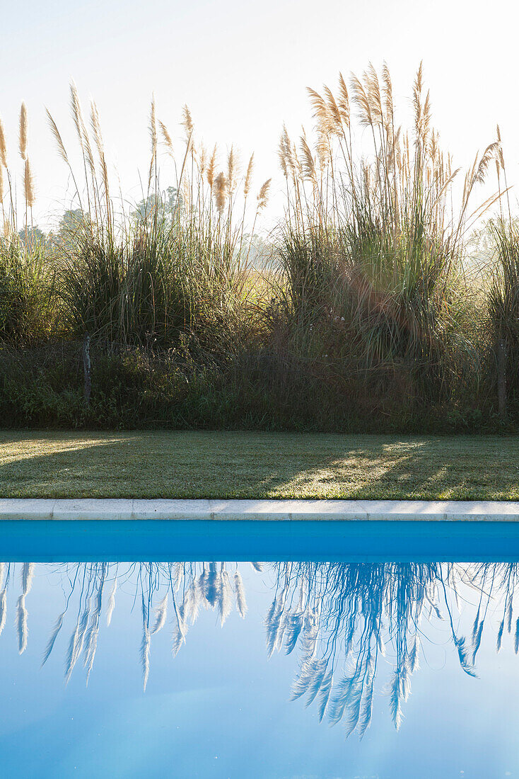 Pampas grass growing beside swimming pool