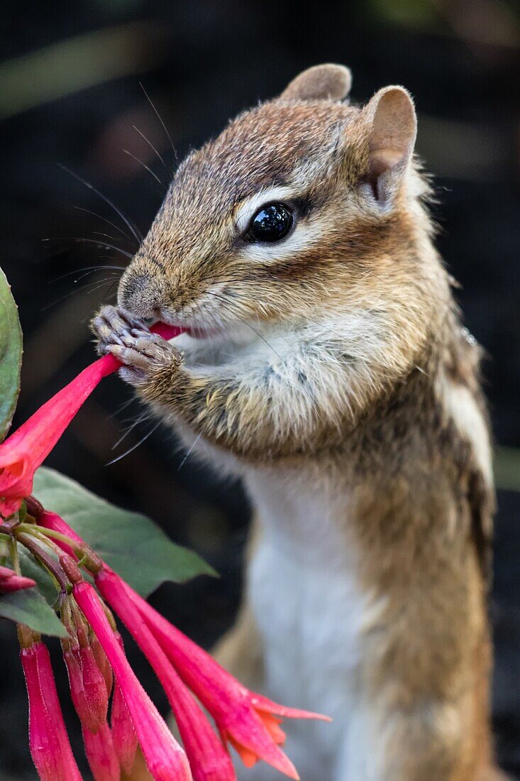 Eastern Chipmunk (Tamias striatus) eating a flower.