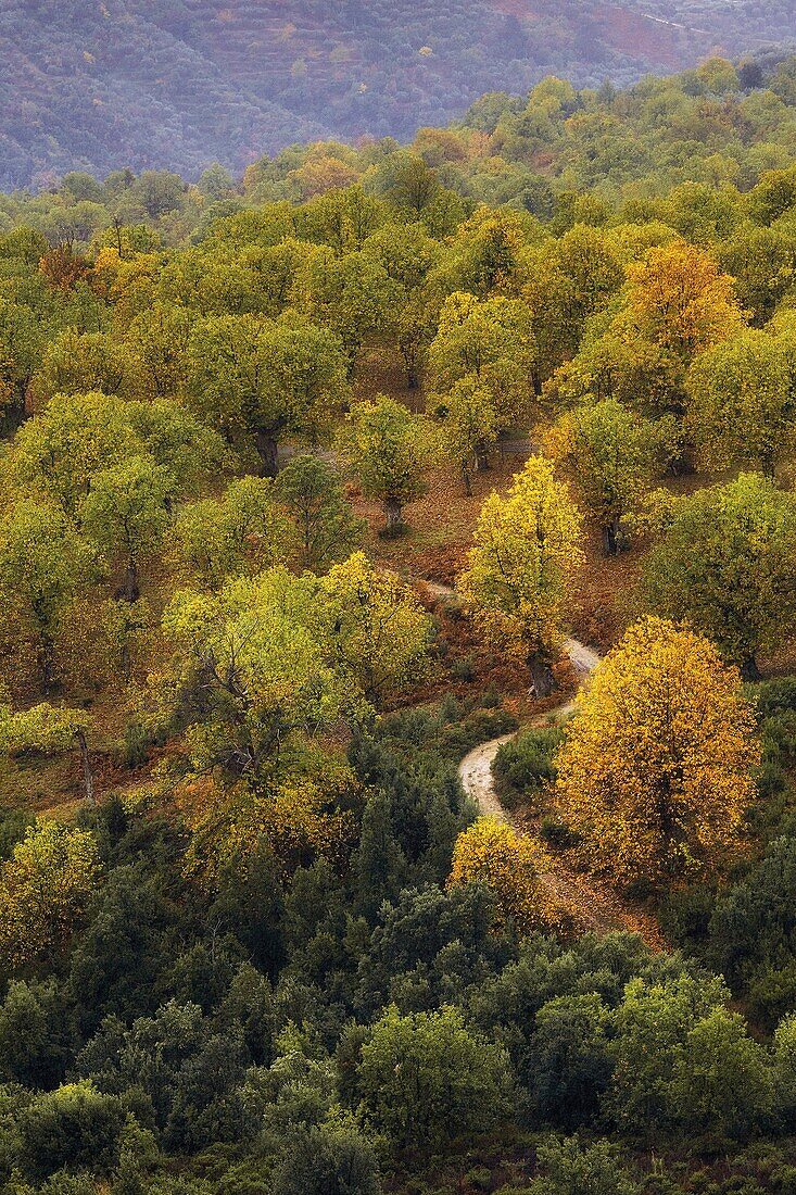 Sila National Park, Sila, Zagarise, Catanzaro, Calabria, Italy - Chestnut in Sila.