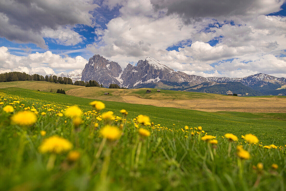 Alpe di Siusi/Seiser Alm, Dolomites, South Tyrol, Italy. Spring colors on the Alpe di Siusi/Seiser Alm with the Sassolungo/Langkofel and the Sassopiatto/Plattkofel in background.