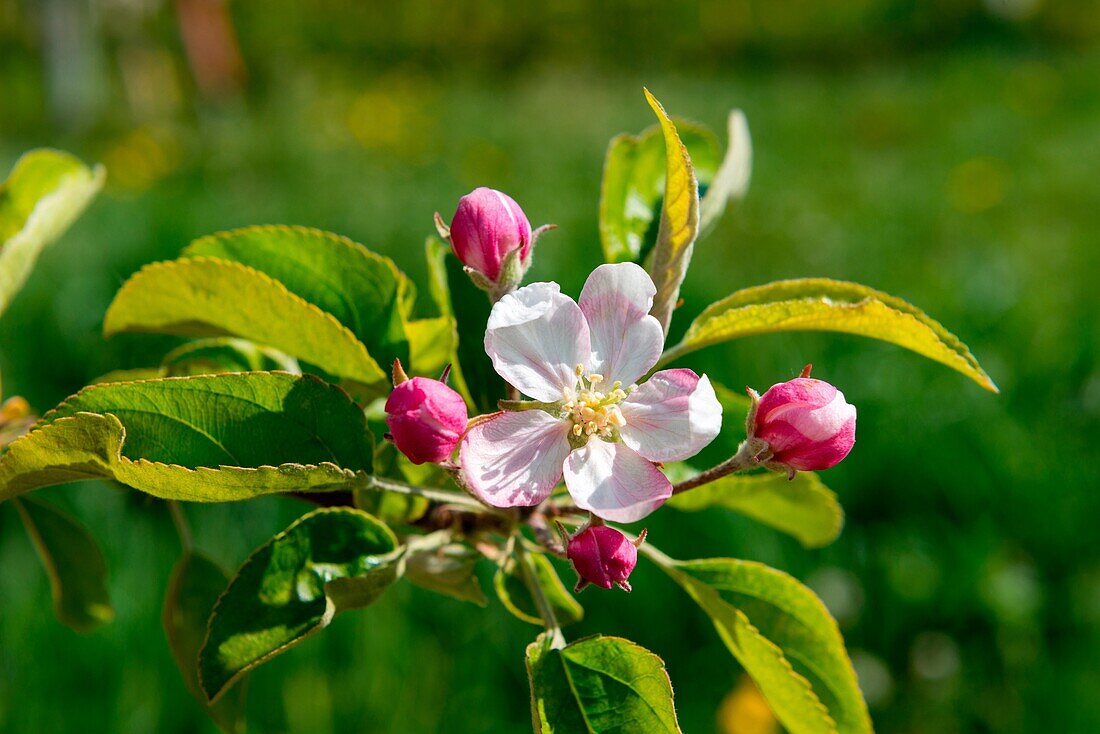 Europe, Italy, Trentino Alto Adige, Non Valley, apple blossoms in springtime.